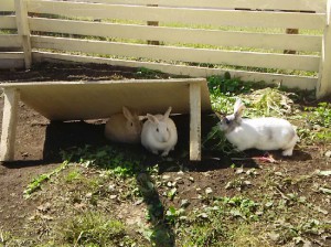 ハーベスター八雲のうさぎ