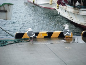 二羽の鳥が見つめる先には