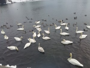 大沼公園の渡り鳥