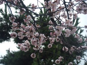 20160422_SAKURA