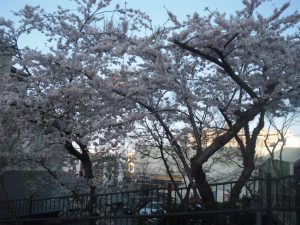 桜（末広町）